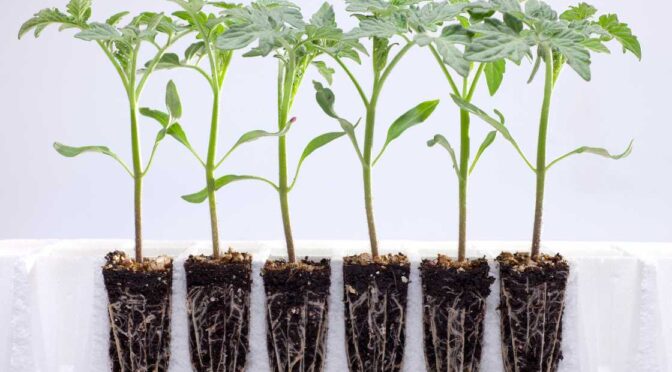 How Cold Can Seedlings Tolerate? Techniques for Protecting Seedlings from Cold Stress