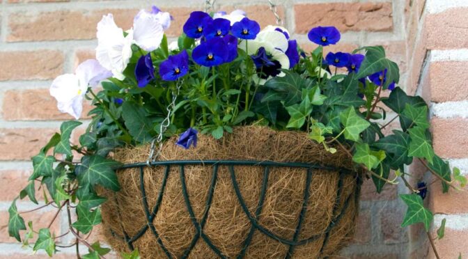 How Many Morning Glory Plants in A Hanging Basket