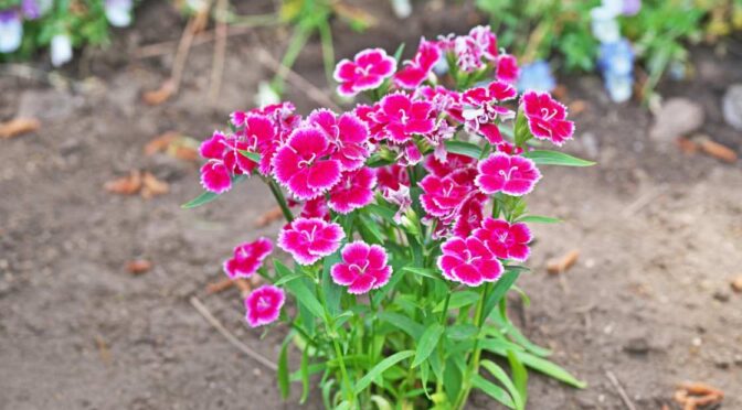 How to Collect Dianthus Seeds