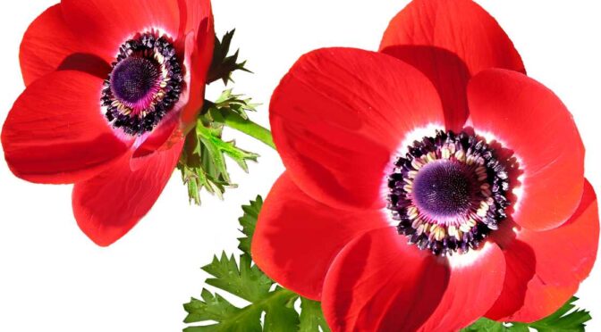 How to Deadhead Anemones: A Step-by-Step Guide