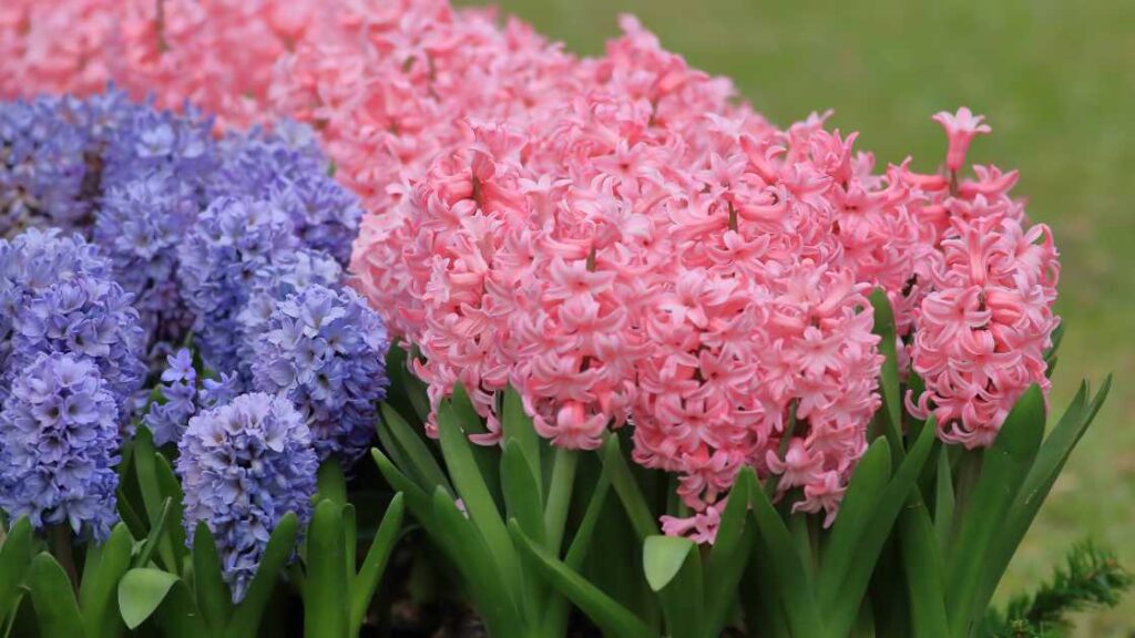 How to Deadhead Hyacinth A Quick Guide to Promote Blooming