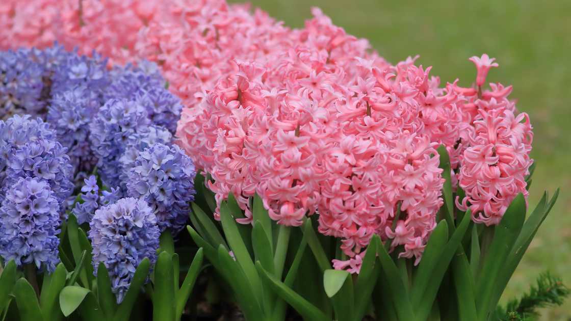 How to Deadhead Hyacinth: A Quick Guide to Promote Blooming