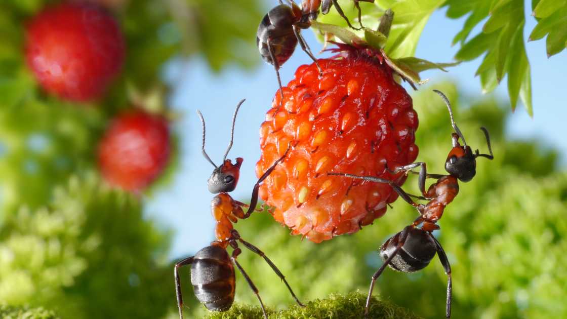How to Get Rid of Ants on Strawberry Plants