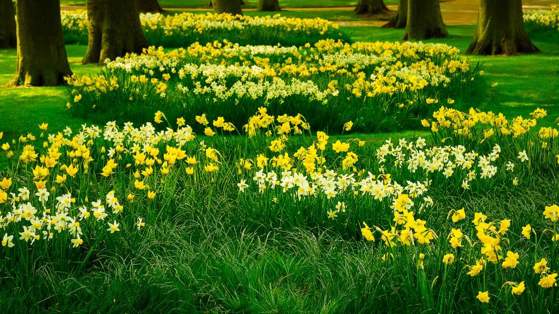 Removing Daffodils from Your Lawn: A Blooming Challenge