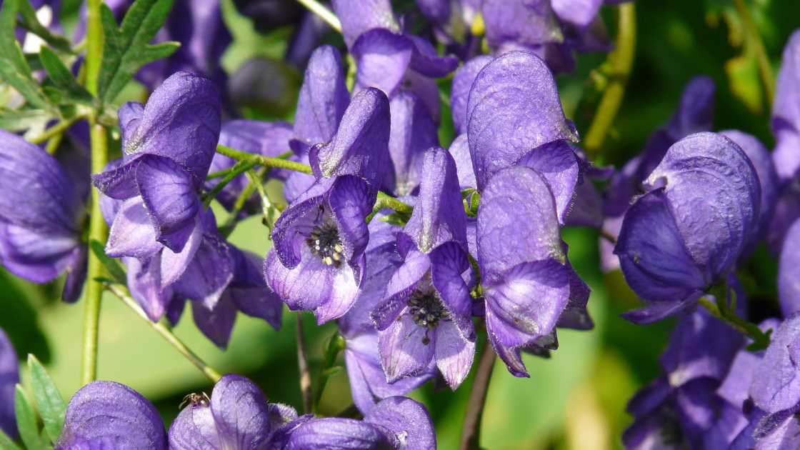 How to Get Rid of Monkshood