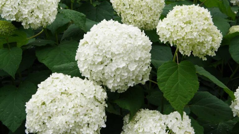 How to Keep a Hydrangea White