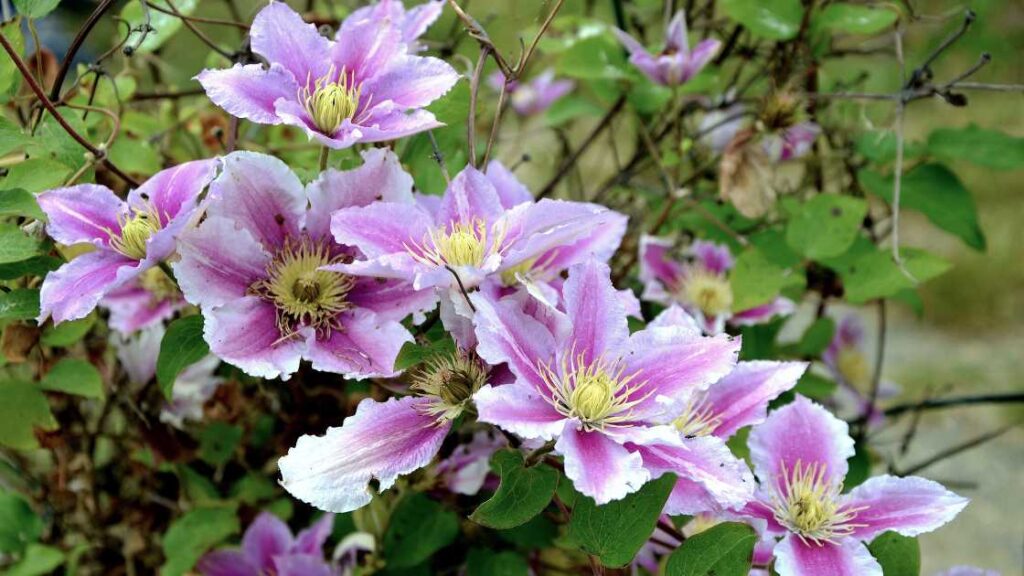 how to keep clematis roots cool