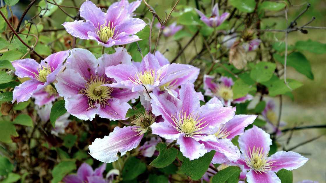 How to Keep Clematis Roots Cool: A Gardener’s Guide