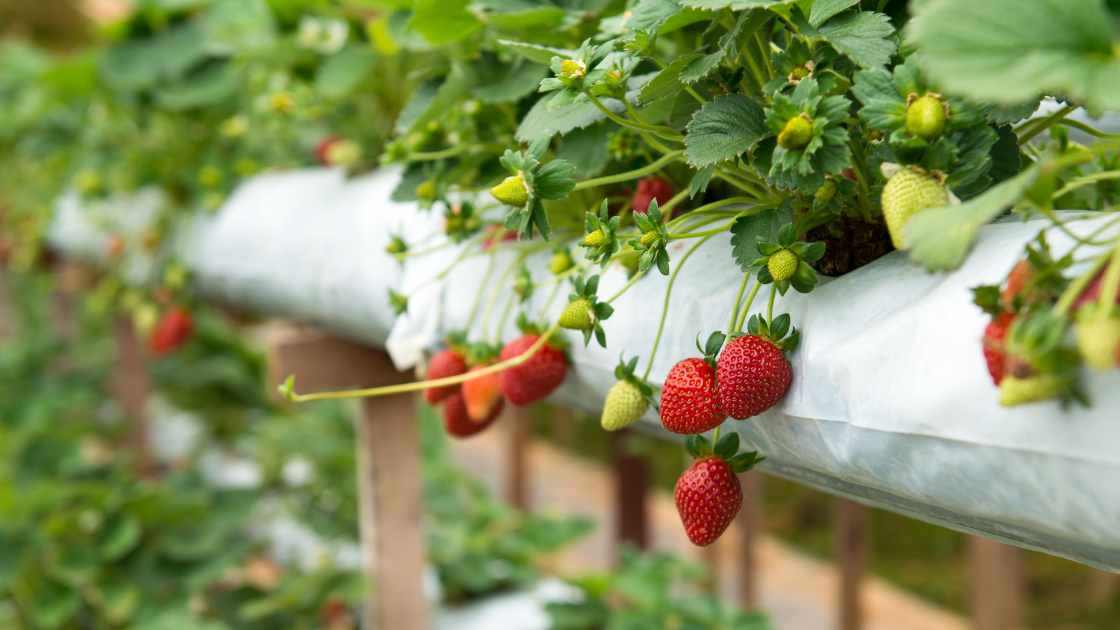 Learn How To Divide Strawberry Plants A Comprehensive Guide