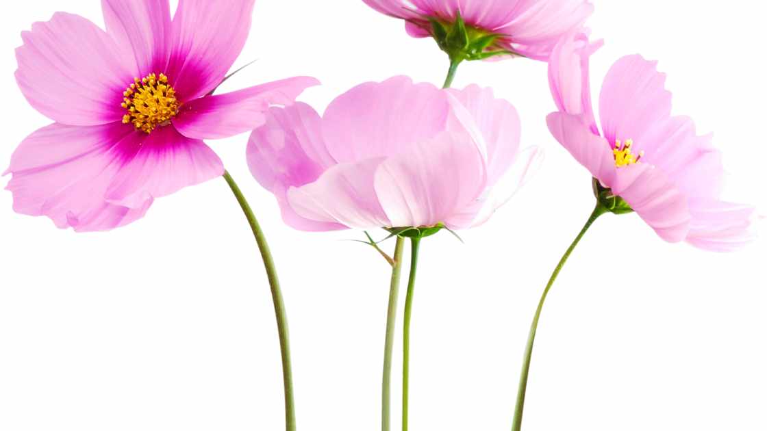 Learn how long for cosmos to bloom