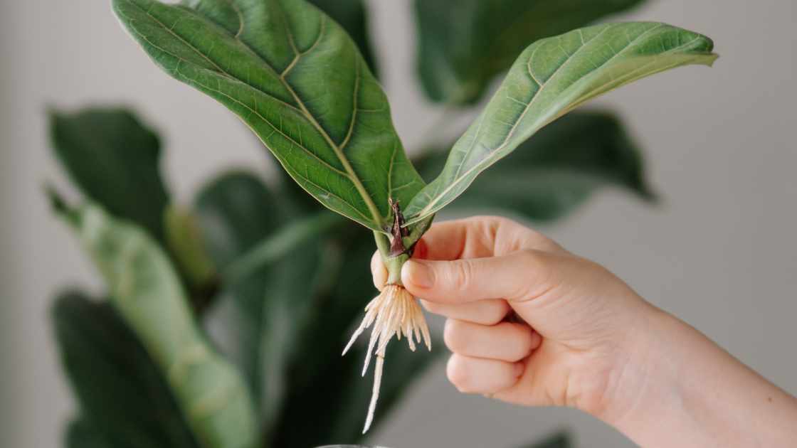 how to root pachysandra cuttings