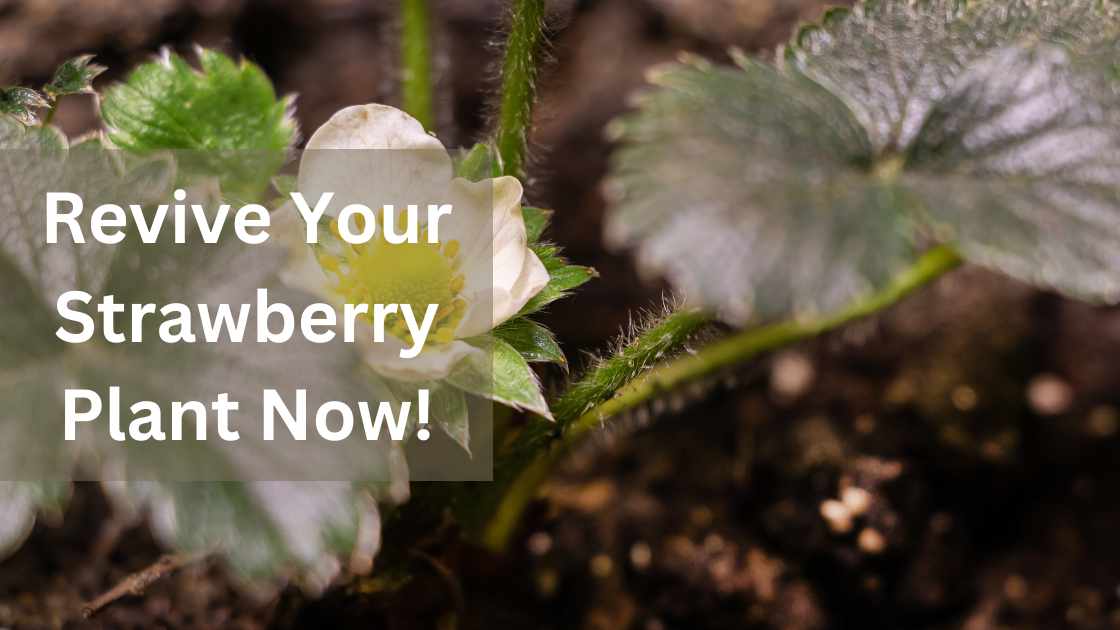 Learn How to Save a Dying Strawberry Plant