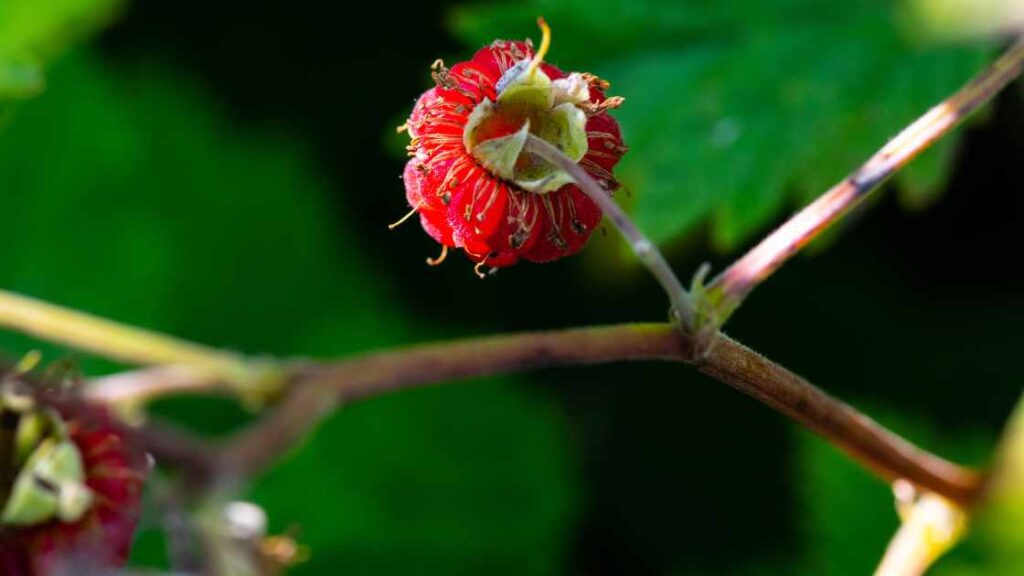 how to stop strawberries being eaten