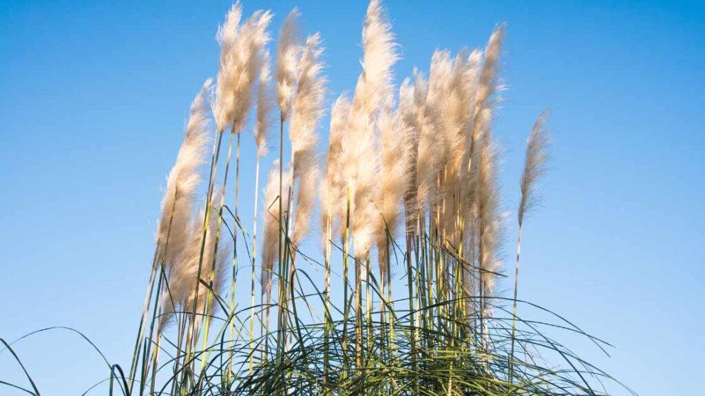 How To Tell If Pampas Grass Is Dead