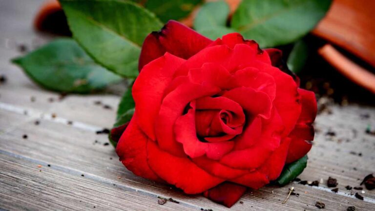 Save The Roses How To Save A Broken Rose Branch