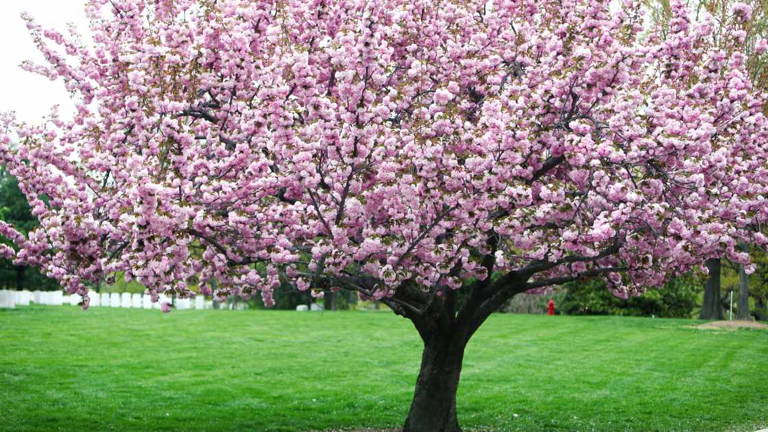 how to save a dying cherry blossom tree