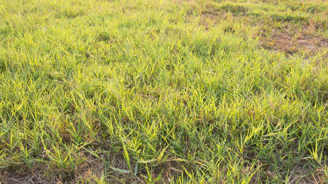 How To Care For Bermuda Grass Lawn