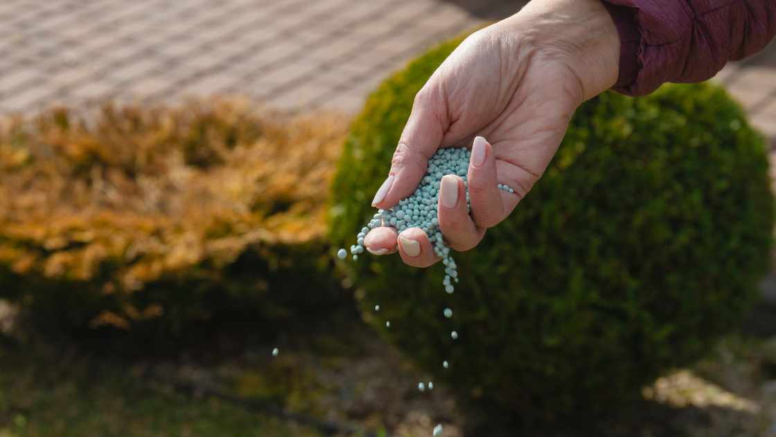 Mastering the Art: How to Fertilize Your Lawn for Optimal Growth