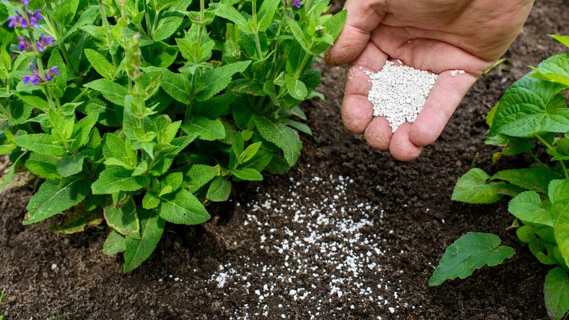 How to Choose the Right Fertilizer for Your Garden