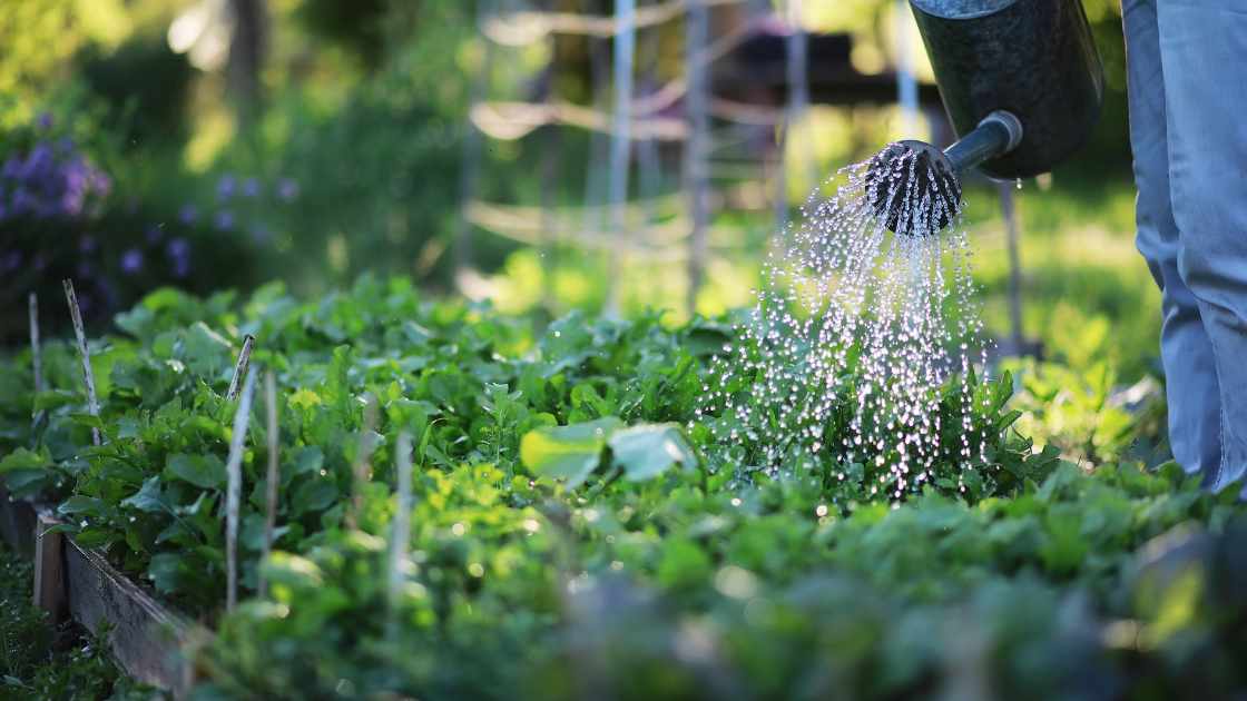 How to Build a Water-Efficient Garden