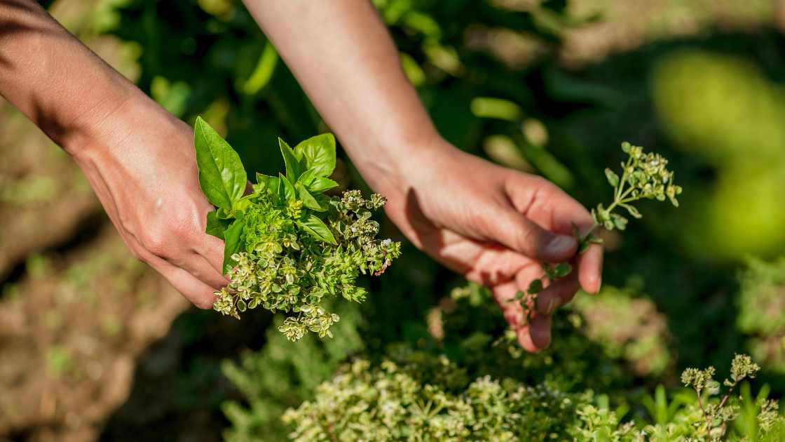 How to Start an Herb Garden