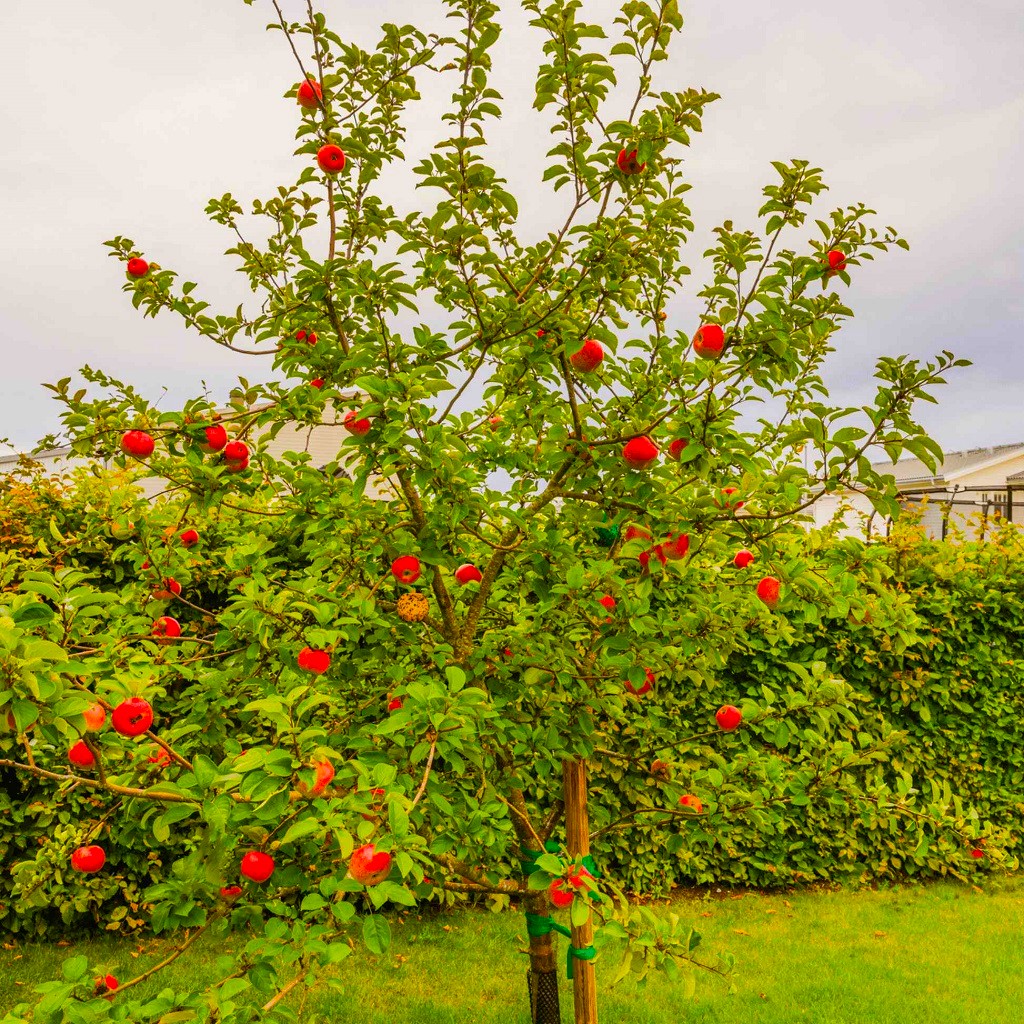 How to Grow Stepover Apple Trees in Your Garden