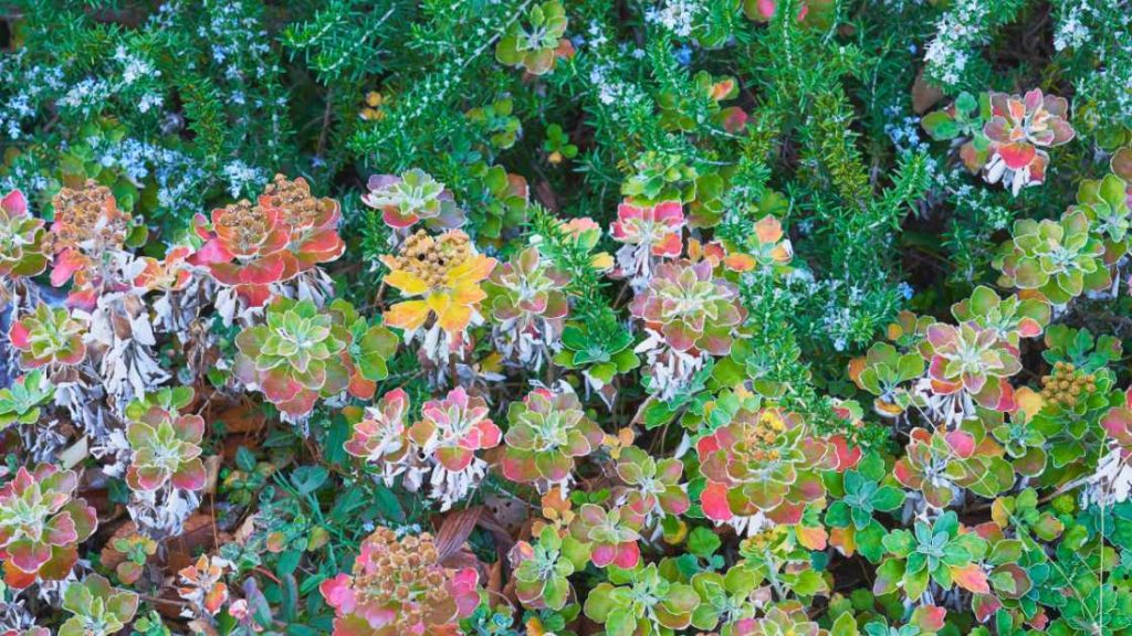 How to Prepare Your Garden for Winter