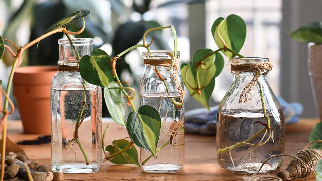 How to Grow Houseplants in Low Light Conditions