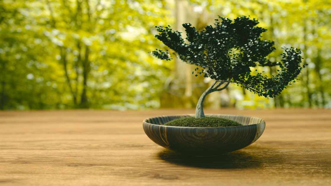 How Old Should a Bonsai Tree Be Before Pruning?