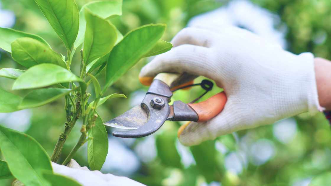 How to Prune Apple Trees: A Step-by-Step Guide for Healthy Growth and Better Fruit Production