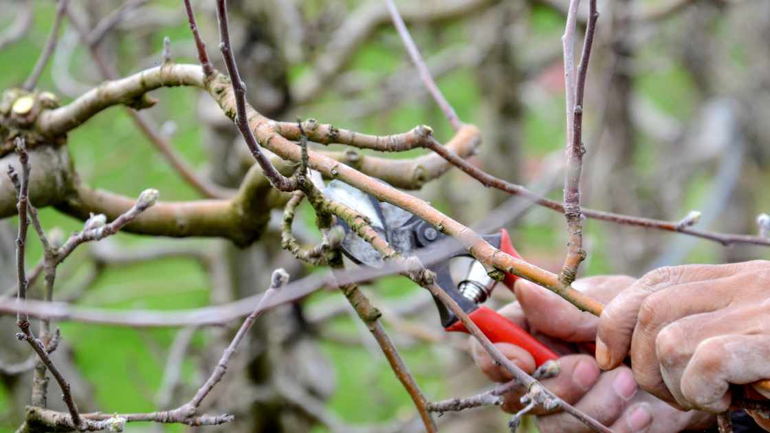 How to Stop Trees from Sprouting After Pruning