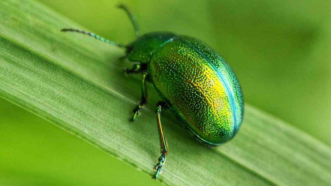 How to Kill Bugs in Your Vegetable Garden