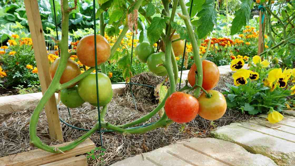 How to Make Tomato Cages: A Step-by-Step Guide