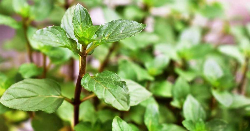 Beyond the Candy Aisle: Unearthing the Magic of the Chocolate Mint Plant