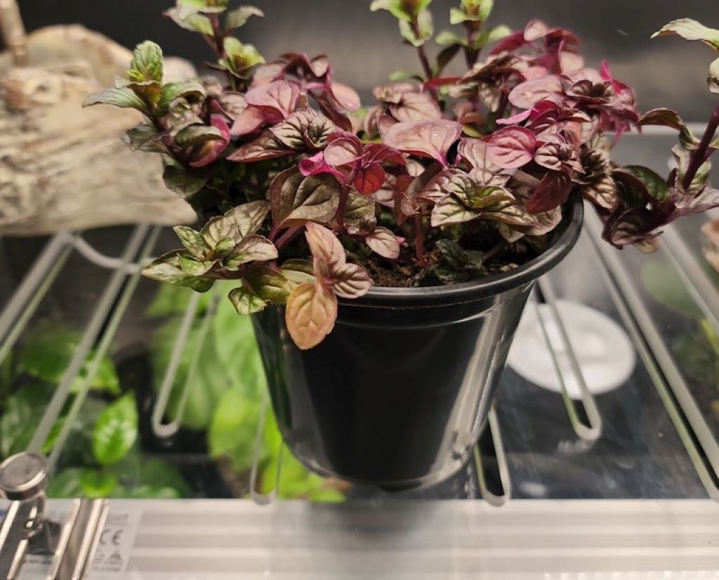 Unlocking the flavor culinary uses of chocolate mint qui