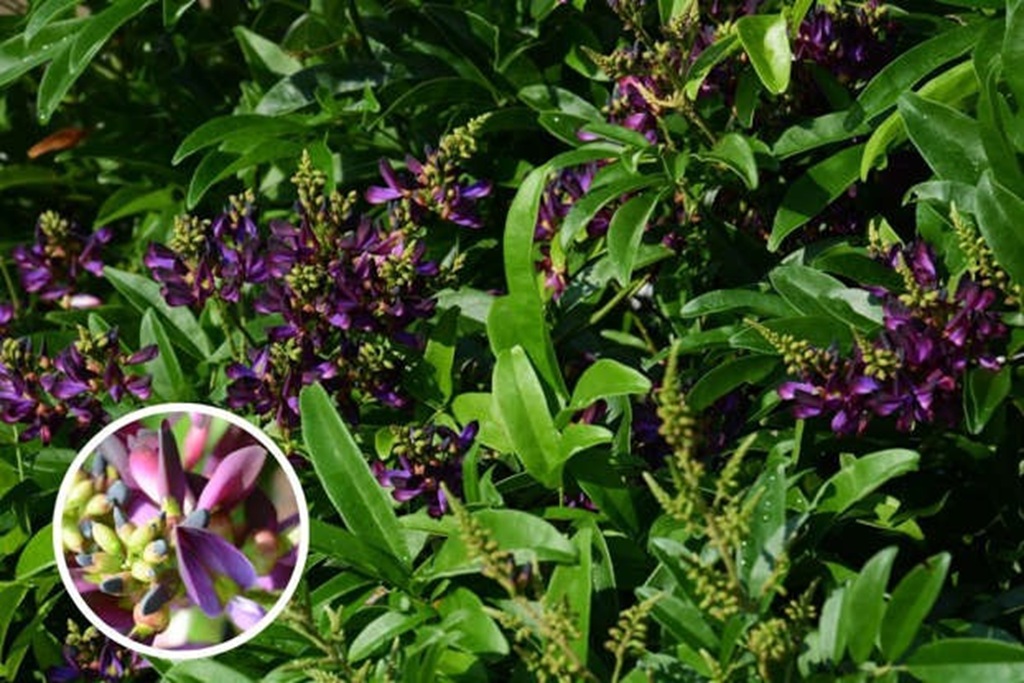 Evergreen Wisteria: A Timeless Addition to Your Garden